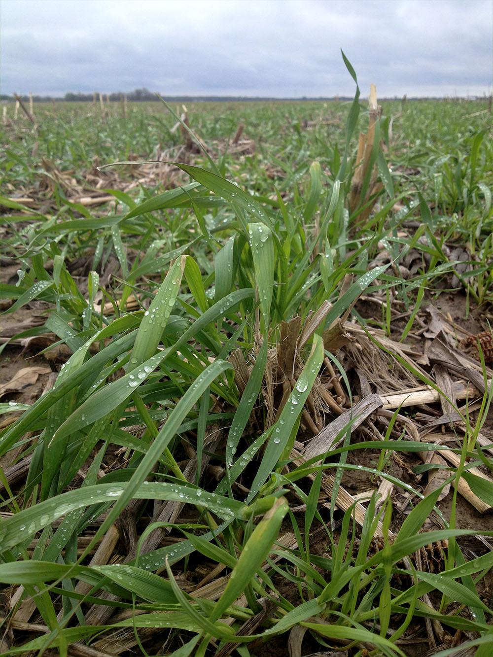 Nitrous Winter Triticale
